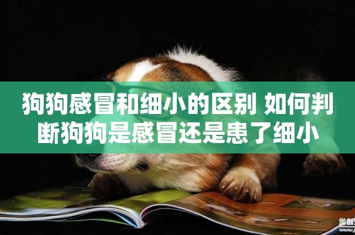 狗狗感冒和細小的區別 如何判斷狗狗是感冒還是患了細小