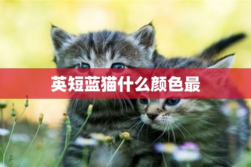 英短藍貓什么顏色最