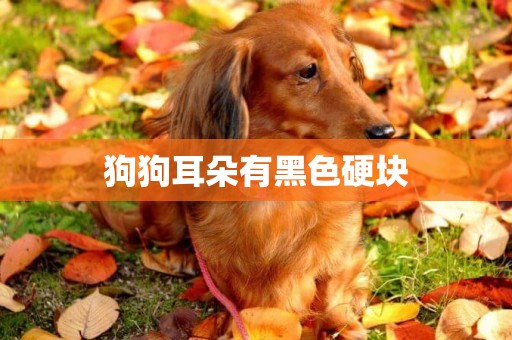 狗狗耳朵有黑色硬塊