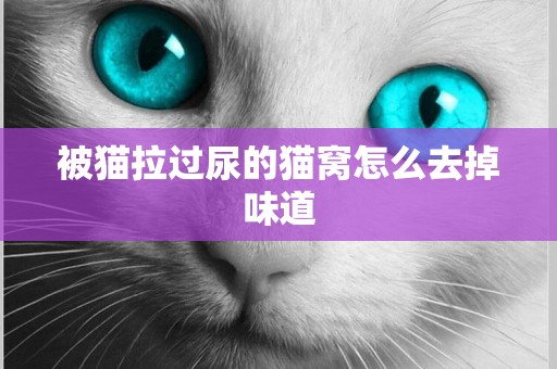 被貓拉過尿的貓窩怎么去掉味道