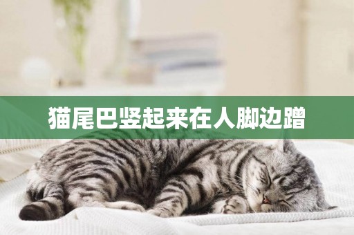 貓尾巴豎起來在人腳邊蹭