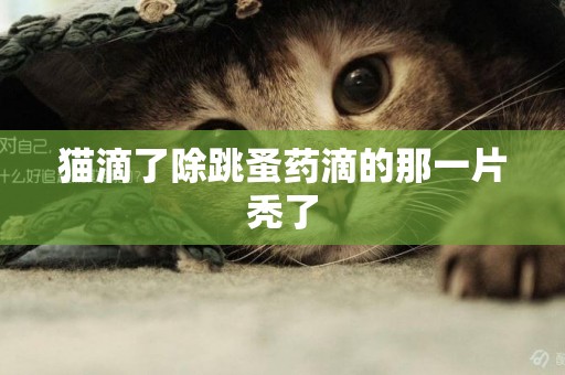 貓滴了除跳蚤藥滴的那一片禿了