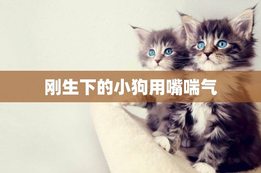 剛生下的小狗用嘴喘氣