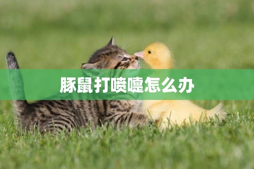 豚鼠打噴嚏怎么辦