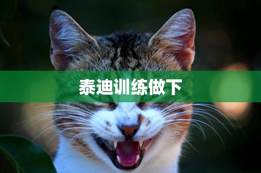 泰迪訓練做下