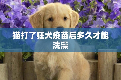 貓打了狂犬疫苗后多久才能洗澡