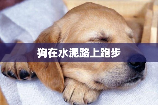 狗在水泥路上跑步
