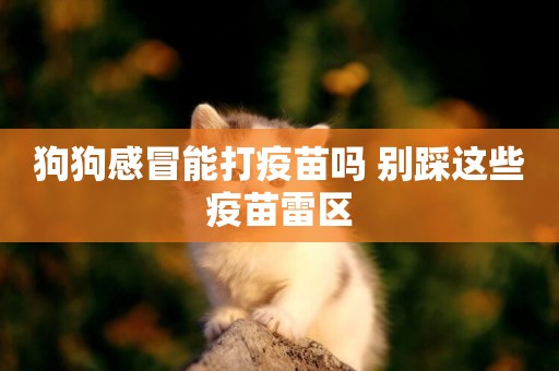 狗狗感冒能打疫苗嗎 別踩這些疫苗雷區