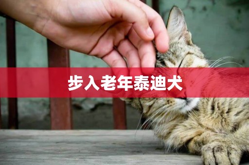 步入老年泰迪犬