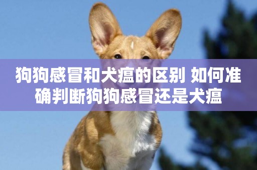 狗狗感冒和犬瘟的區別 如何準確判斷狗狗感冒還是犬瘟