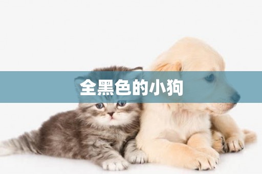 全黑色的小狗