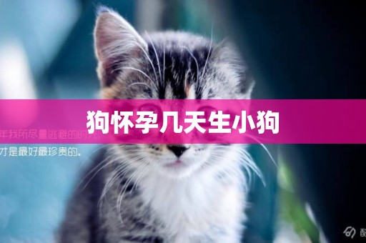 狗懷孕幾天生小狗
