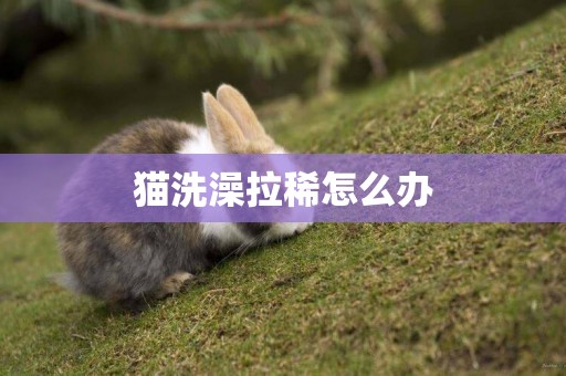 貓洗澡拉稀怎么辦