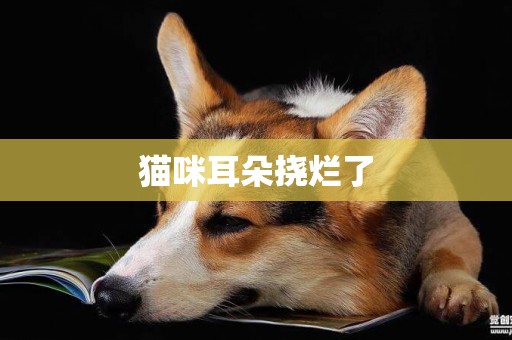 貓咪耳朵撓爛了