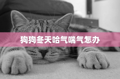 狗狗冬天哈氣喘氣怎辦