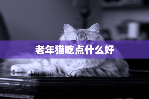 老年貓吃點什么好