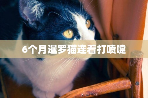 6個月暹羅貓連著打噴嚏