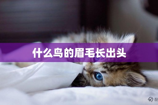 什么鳥的眉毛長出頭