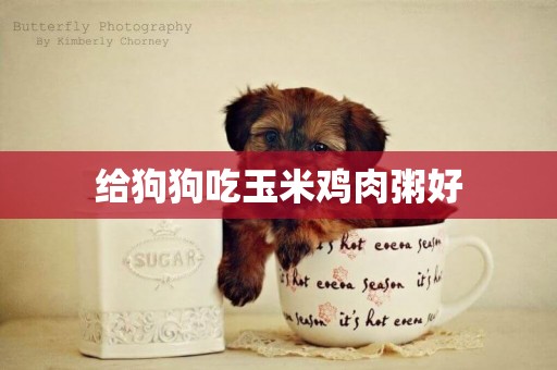 給狗狗吃玉米雞肉粥好