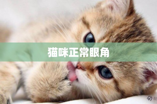 貓咪正常眼角