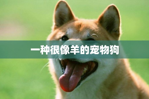 一種很像羊的寵物狗