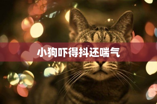 小狗嚇得抖還喘氣