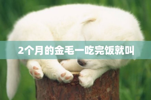 2個月的金毛一吃完飯就叫