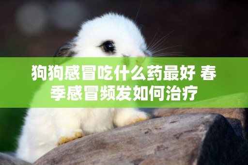狗狗感冒吃什么藥最好 春季感冒頻發如何治療