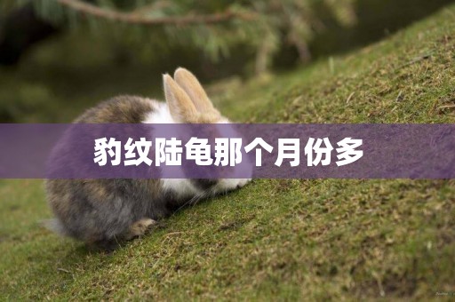 豹紋陸龜那個月份多