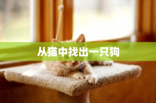 從貓中找出一只狗