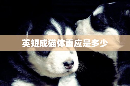 英短成貓體重應是多少