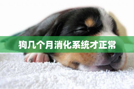 狗幾個月消化系統才正常