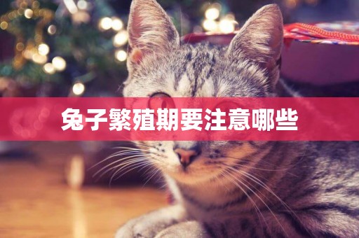 兔子繁殖期要注意哪些