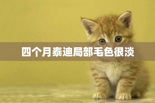 四個月泰迪局部毛色很淡