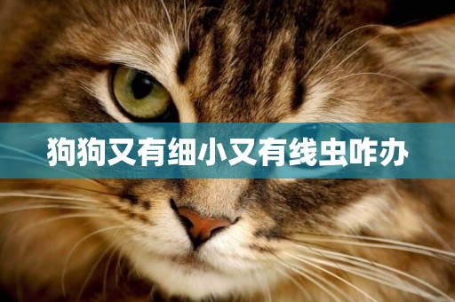 狗狗又有細小又有線蟲咋辦