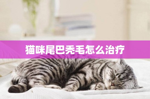 貓咪尾巴禿毛怎么治療