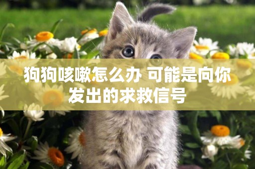 狗狗咳嗽怎么辦 可能是向你發出的求救信號