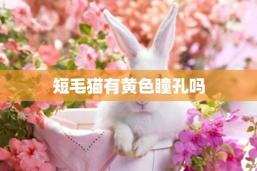 短毛貓有黃色瞳孔嗎