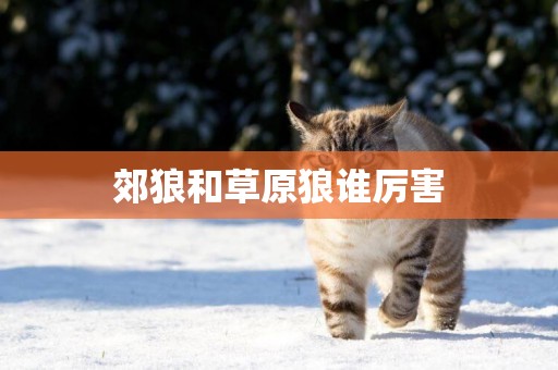 郊狼和草原狼誰厲害