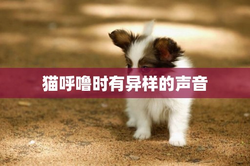 貓呼嚕時有異樣的聲音