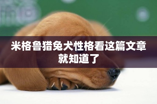 米格魯獵兔犬性格看這篇文章就知道了