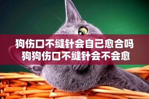 狗傷口不縫針會自己愈合嗎 狗狗傷口不縫針會不會愈合