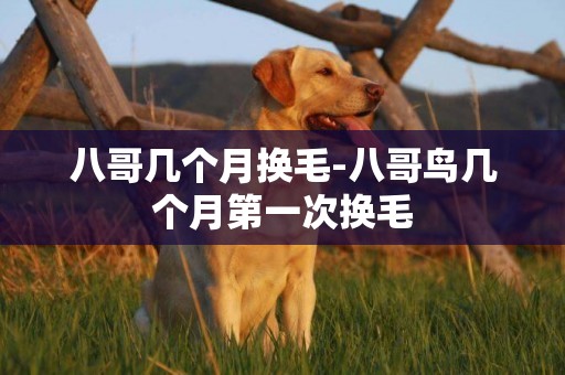 八哥幾個月換毛-八哥鳥幾個月第一次換毛