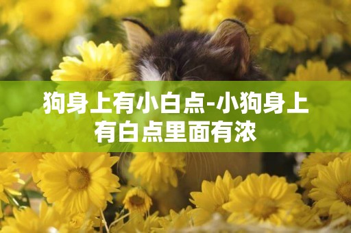 狗身上有小白點-小狗身上有白點里面有濃