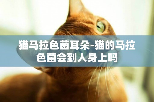 貓馬拉色菌耳朵-貓的馬拉色菌會到人身上嗎