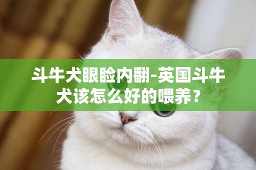 斗牛犬眼瞼內翻-英國斗牛犬該怎么好的喂養？