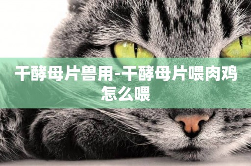 干酵母片獸用-干酵母片喂肉雞怎么喂