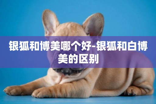 銀狐和博美哪個好-銀狐和白博美的區別