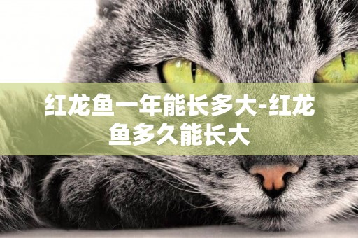 紅龍魚一年能長多大-紅龍魚多久能長大