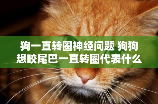 狗一直轉圈神經問題 狗狗想咬尾巴一直轉圈代表什么